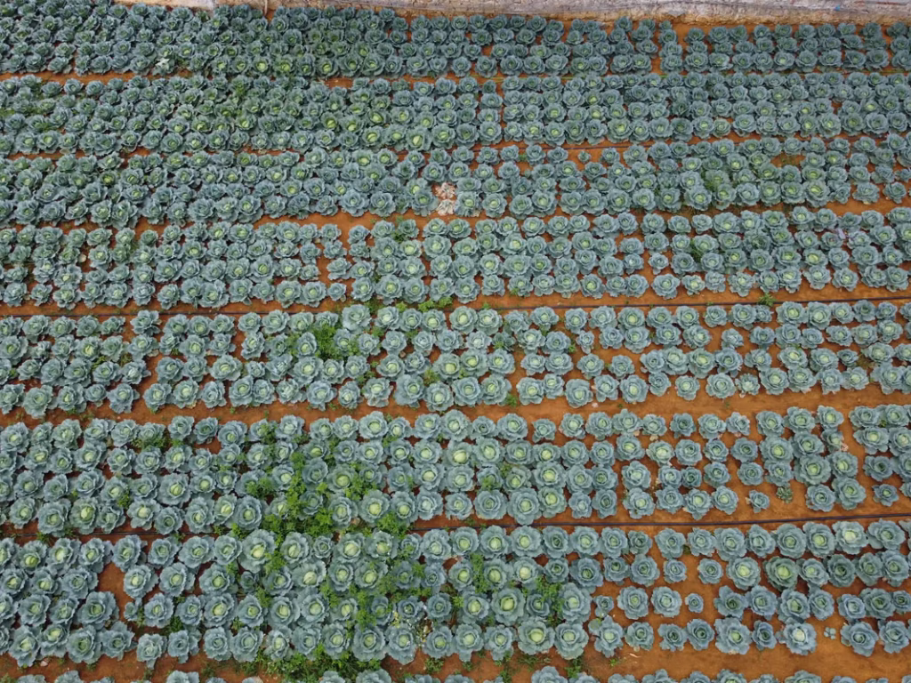 5 légumes que vous pouvez récolter en seulement 12 semaines