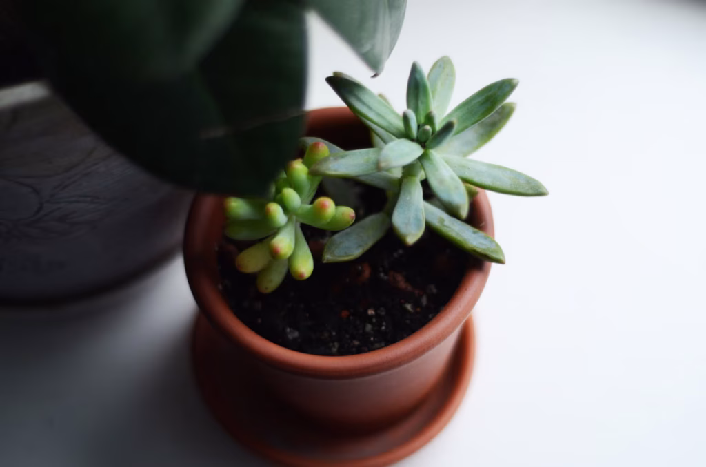 Culture de Sedum en pot