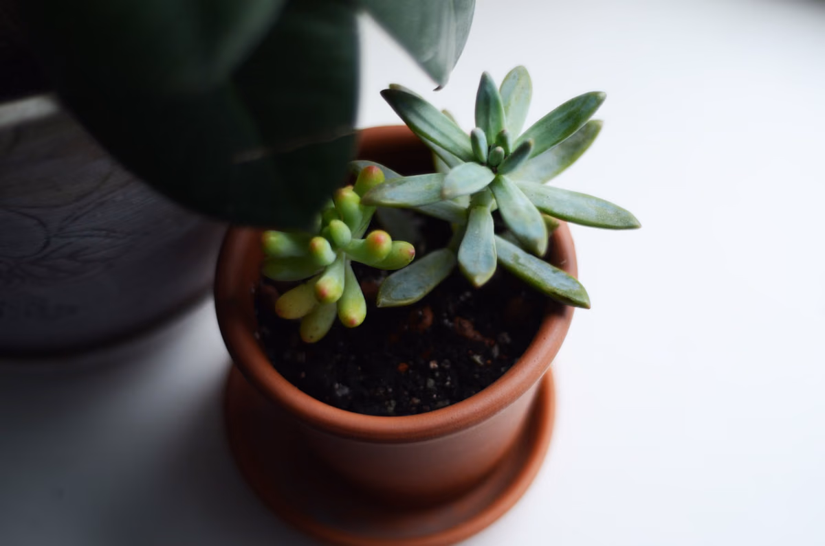 Culture de Sedum en pot