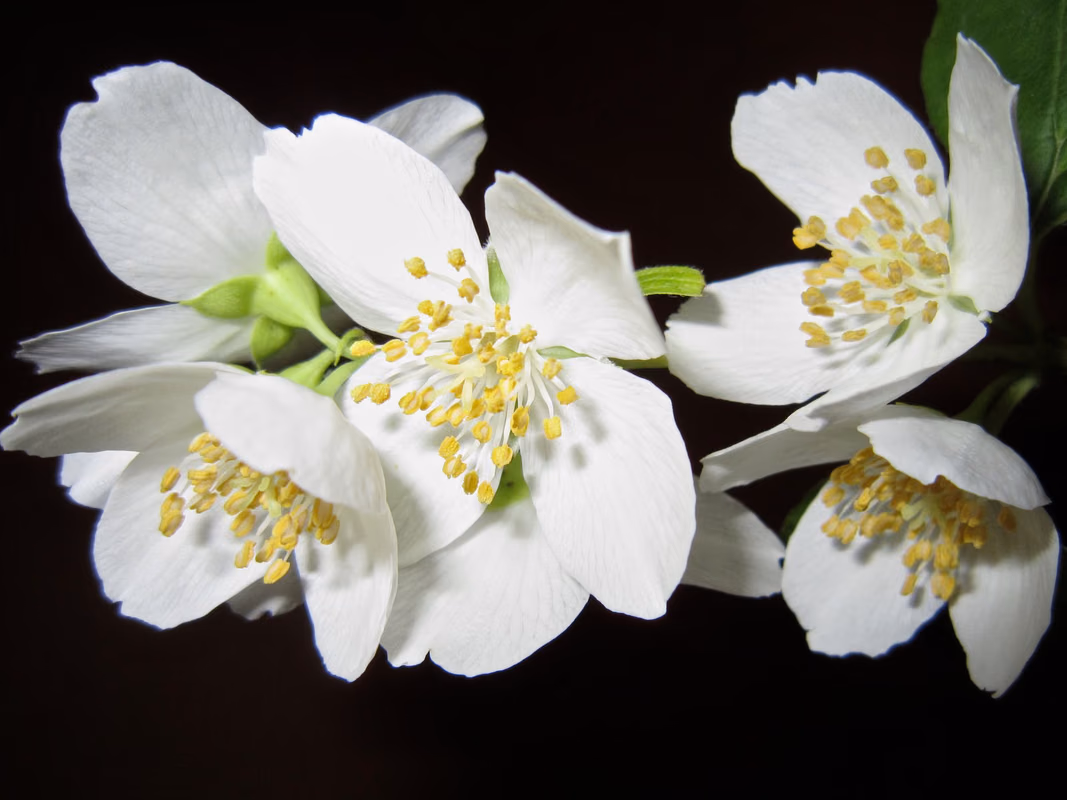 En savoir plus sur le jasmin jaune