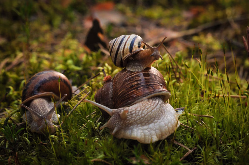 Idées d'utilisation d'escargots et de coquillages en jardinage