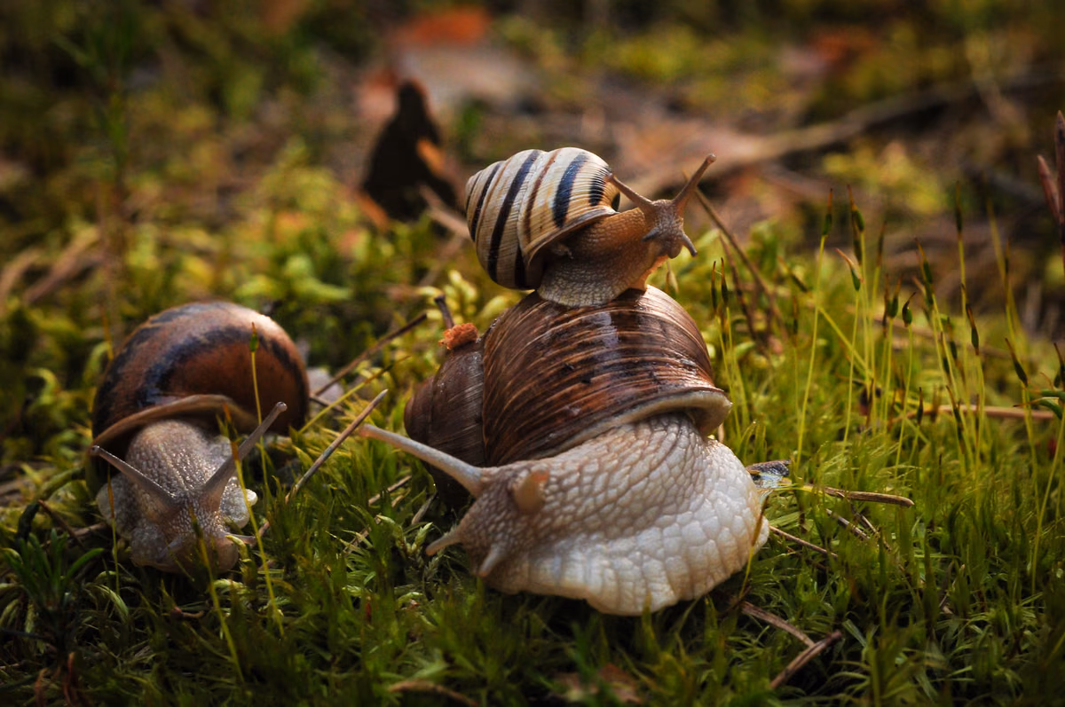 Idées d'utilisation d'escargots et de coquillages en jardinage