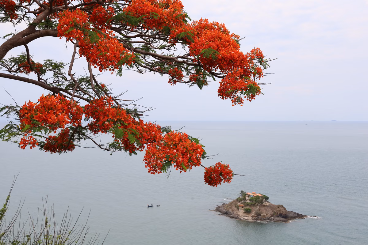 Rencontrez l'arbre flamboyant ou flamboyant